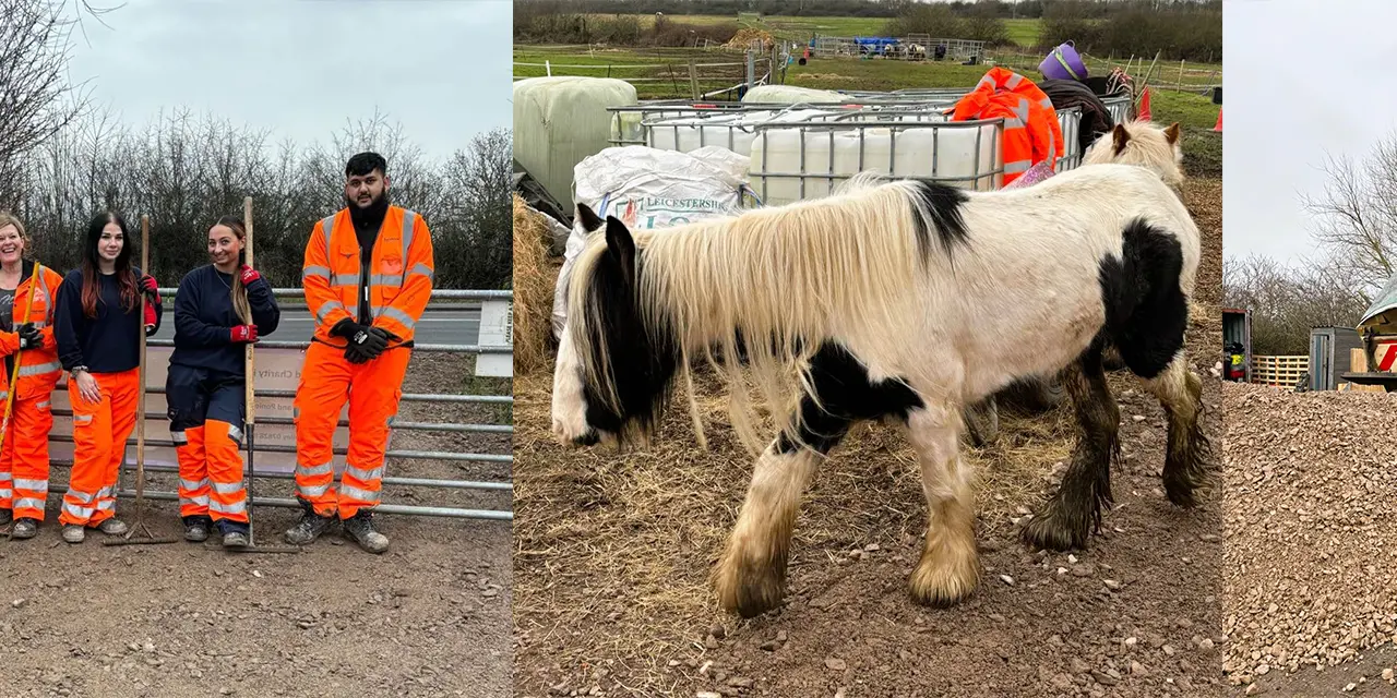 Horse and pony sanctuary donation