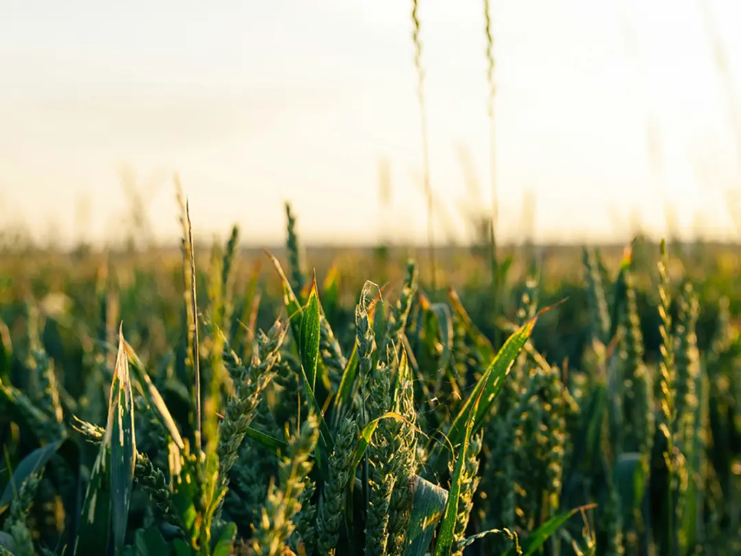 Agriculture