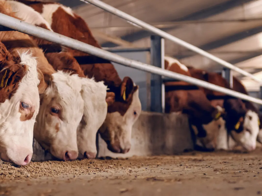 FarmFloor